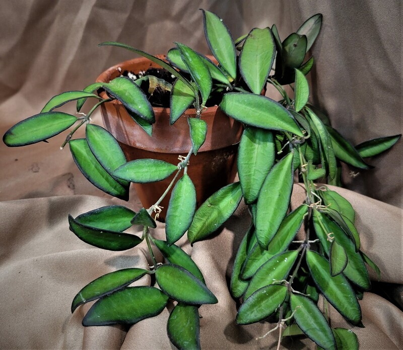 Hoya "Rosita" (Wayetii x Tsangii)