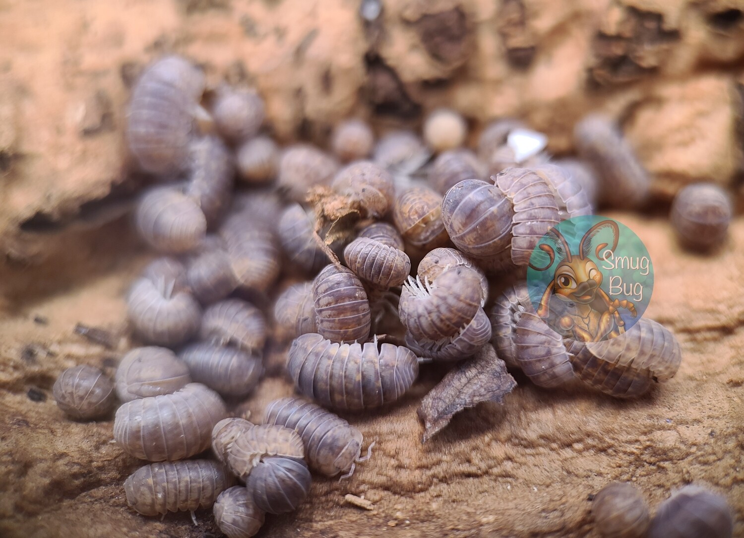 Venezillo canariensis &quot;Canary dwarf pillbug&quot;