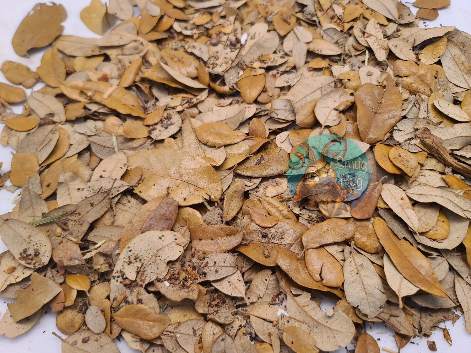 Live Oak Leaf Litter