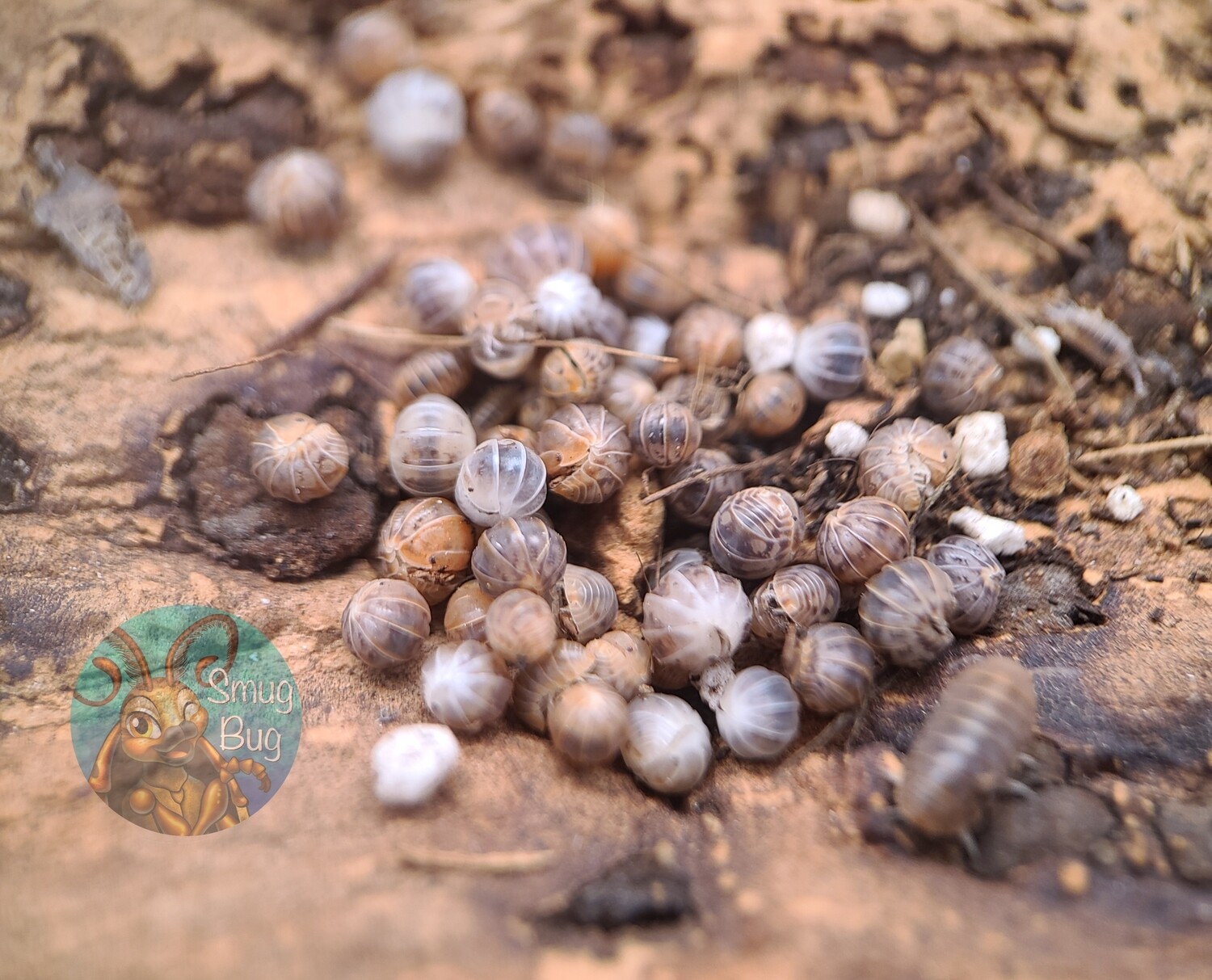 Venezillo parvus &quot;Lottery ticket&quot;