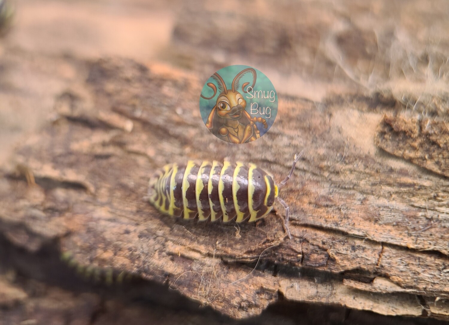 Armadillidium maculatum "Yellow"