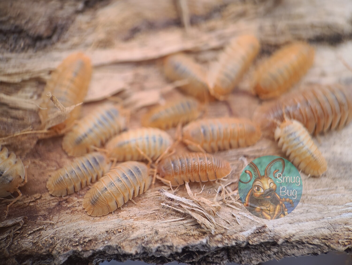 Armadillidium c.f. pallasii &quot;orange&quot;