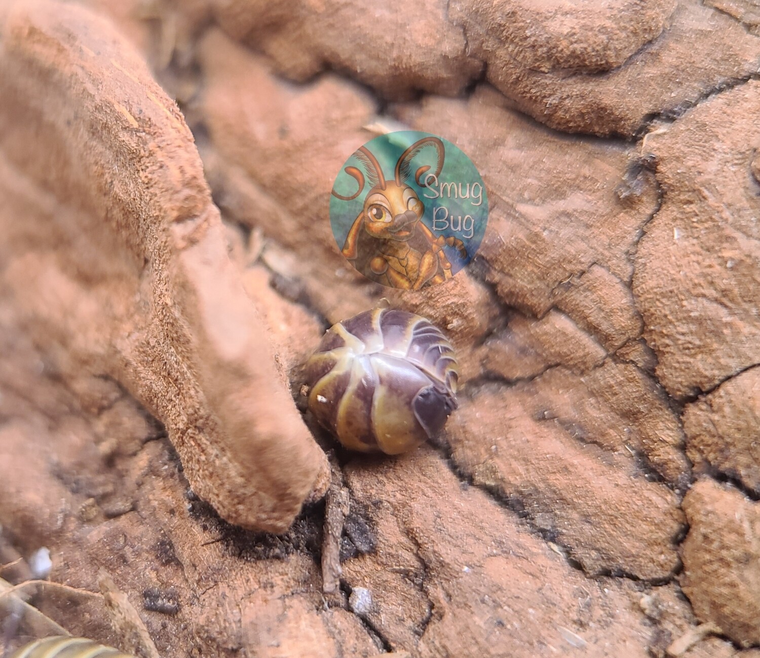 Armadillidium badium &quot;Castledaccia&quot;
