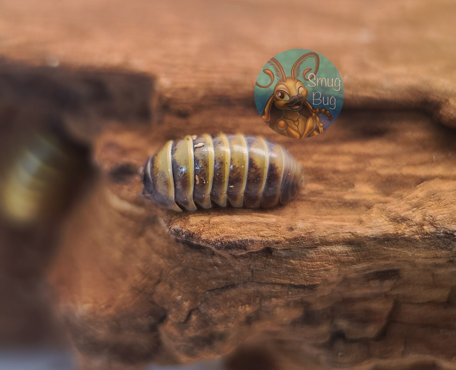 Armadillidium badium "Castledaccia"