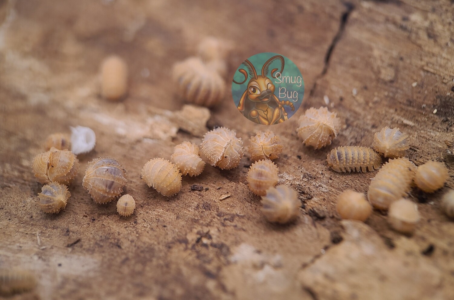 Cristarmadillidium muricatum &quot;Crystal Pineapple Isopod&quot;