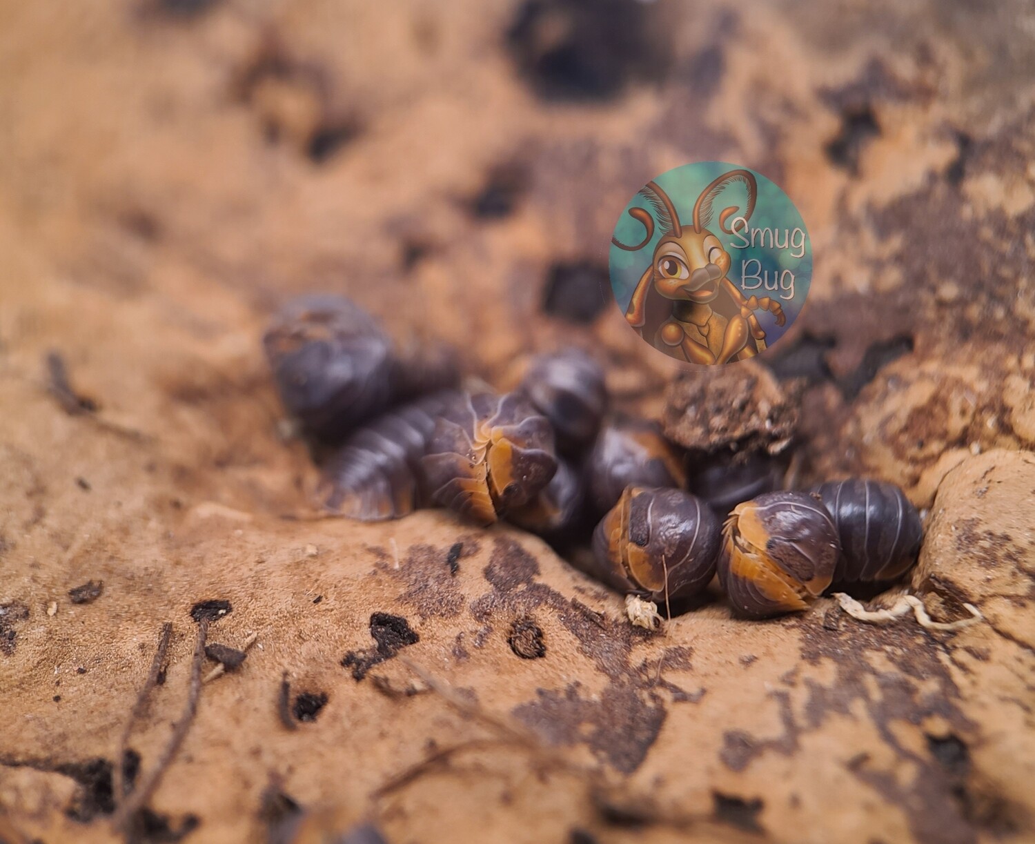 Venezillo sp. &quot;Iriomotensis&quot;