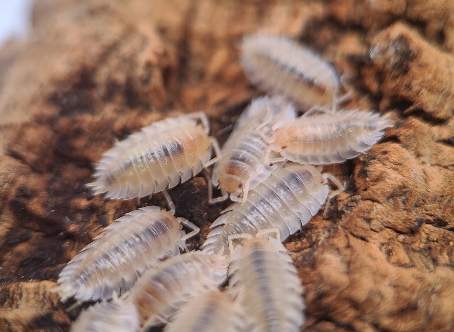 Oniscus asellus "White"