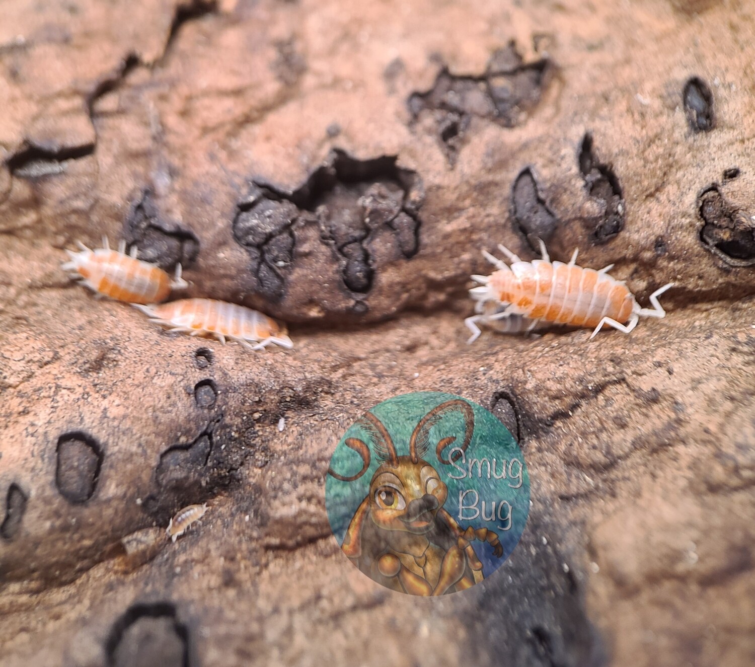 Porcellionides pruinosus &quot;Orange cream&quot;