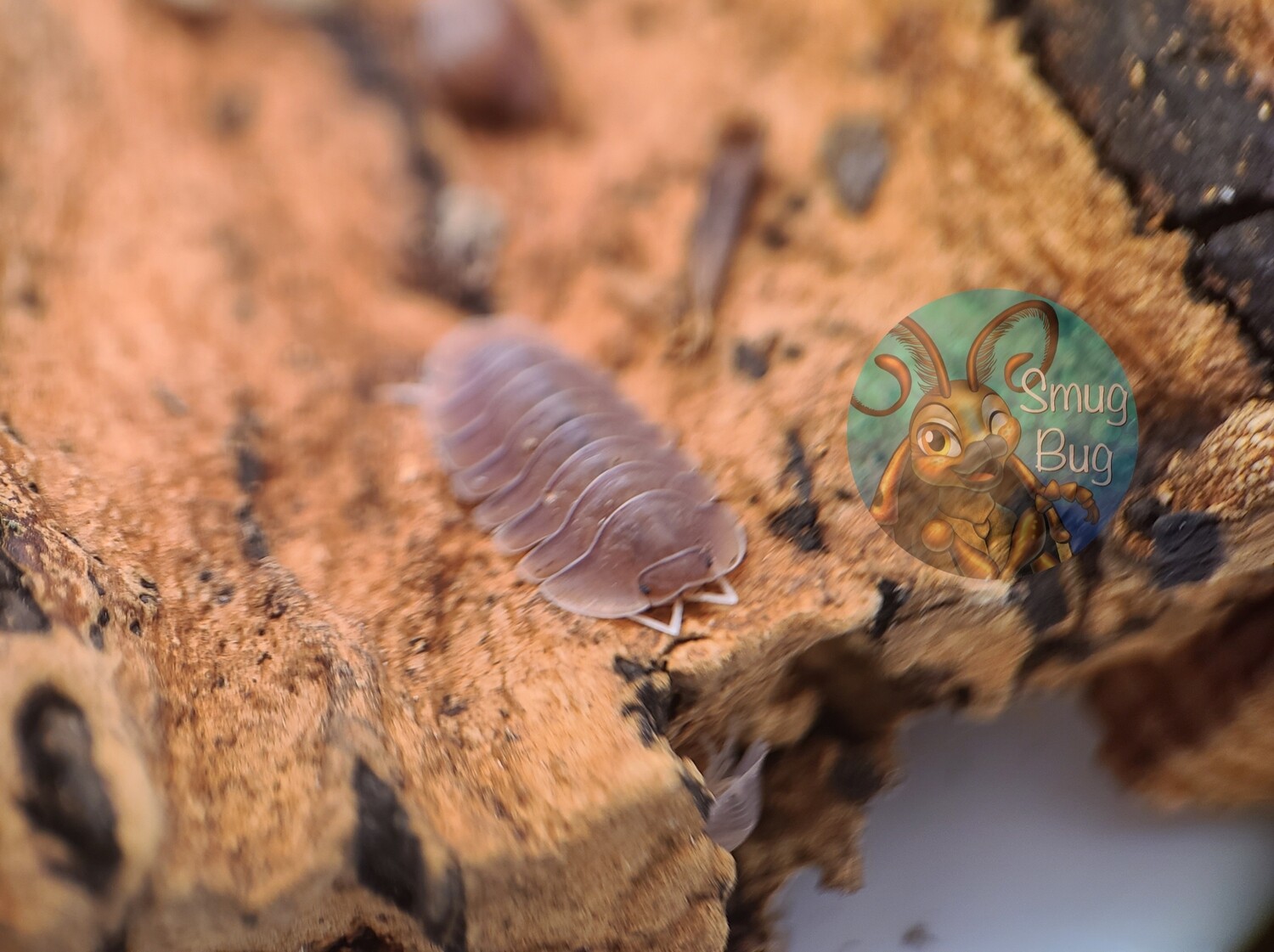 Cubaris sp soil 