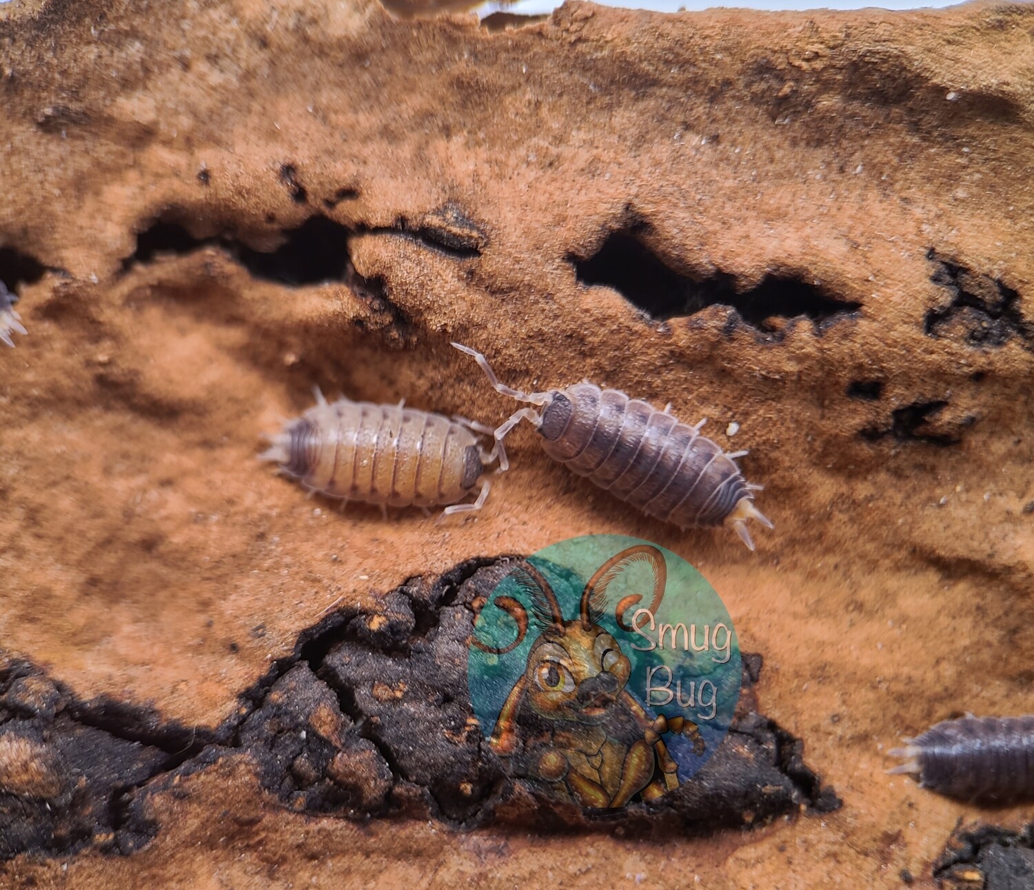 Proporcellio vulcanicus