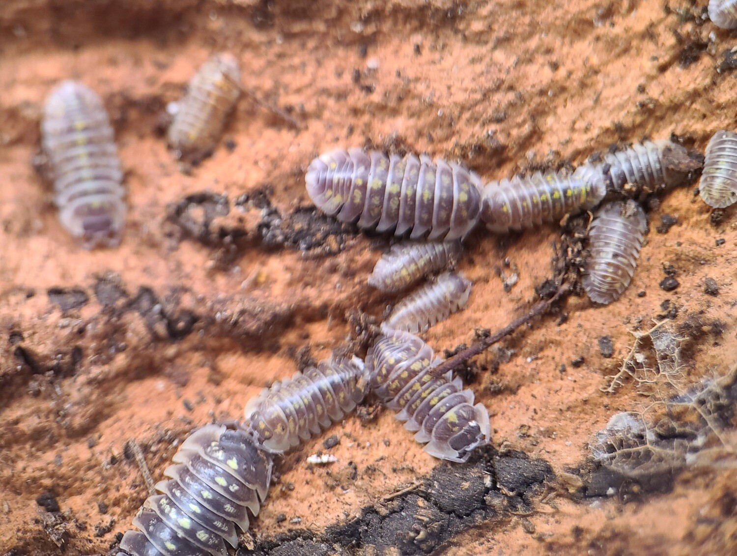 Armadillidium ruffoi