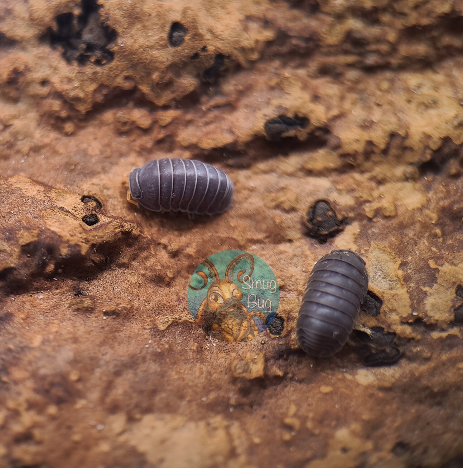 Venezillo sp. &quot;Red Antennae&quot;