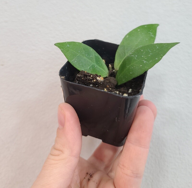 Plants