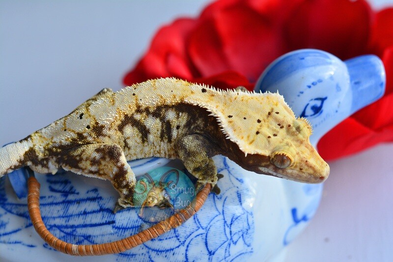 Musketeers Proven Male Crested Gecko