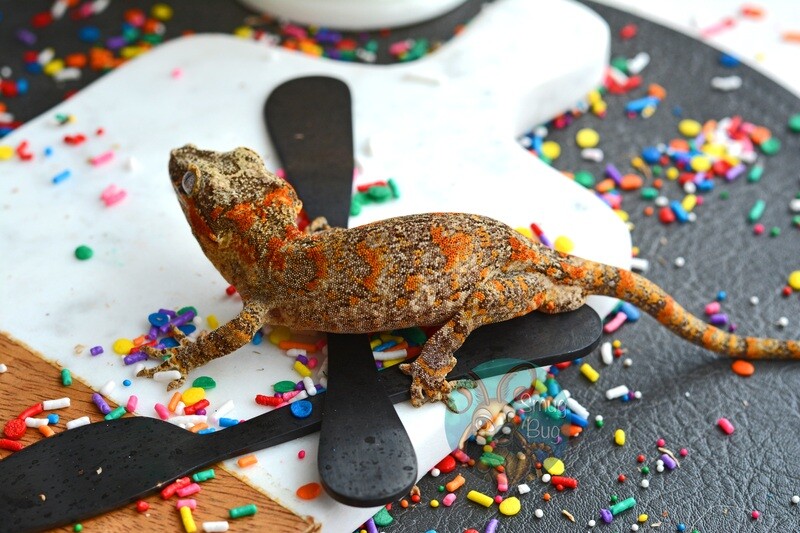 Gargoyle Geckos