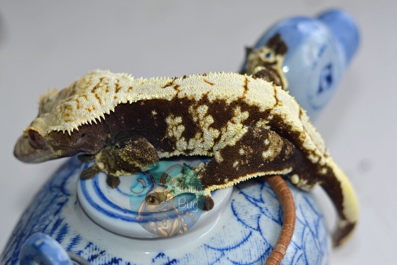 Adult RTB or proven crested geckos