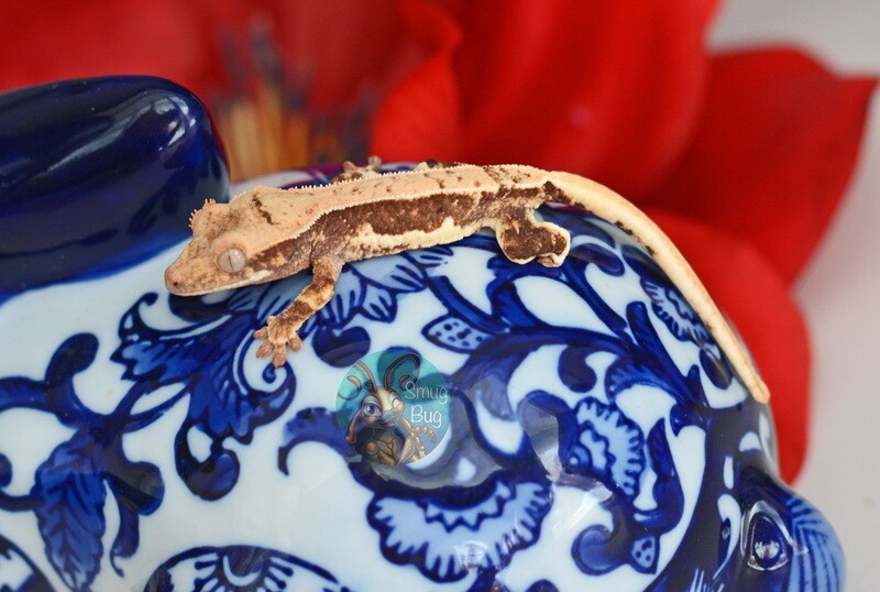 Baby/Unsexed Crested Geckos