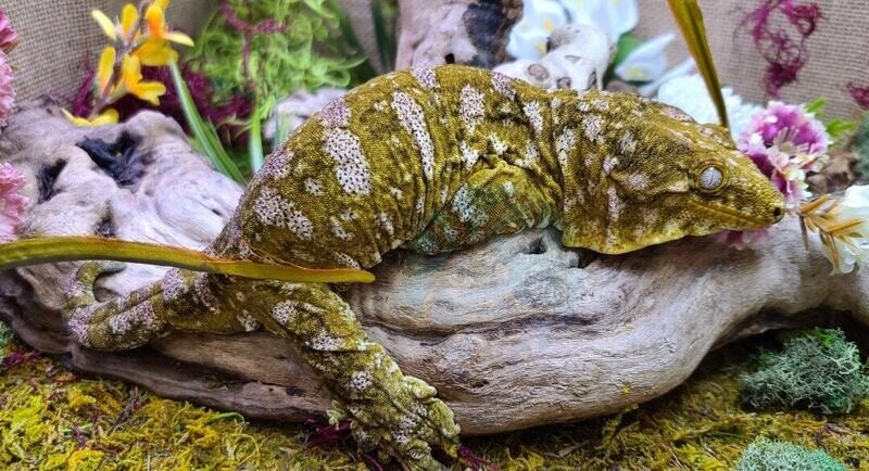 Leachanius geckos