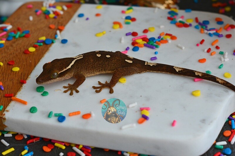 Sarasinorum Geckos