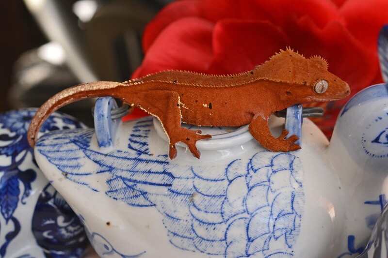 Subadult Crested Geckos