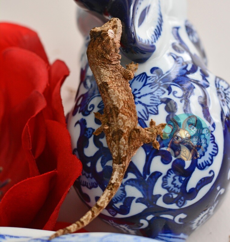 Chahoua geckos