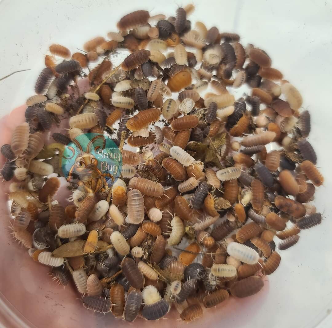 Cubaris murina &quot;Mermaid Pearls&quot;