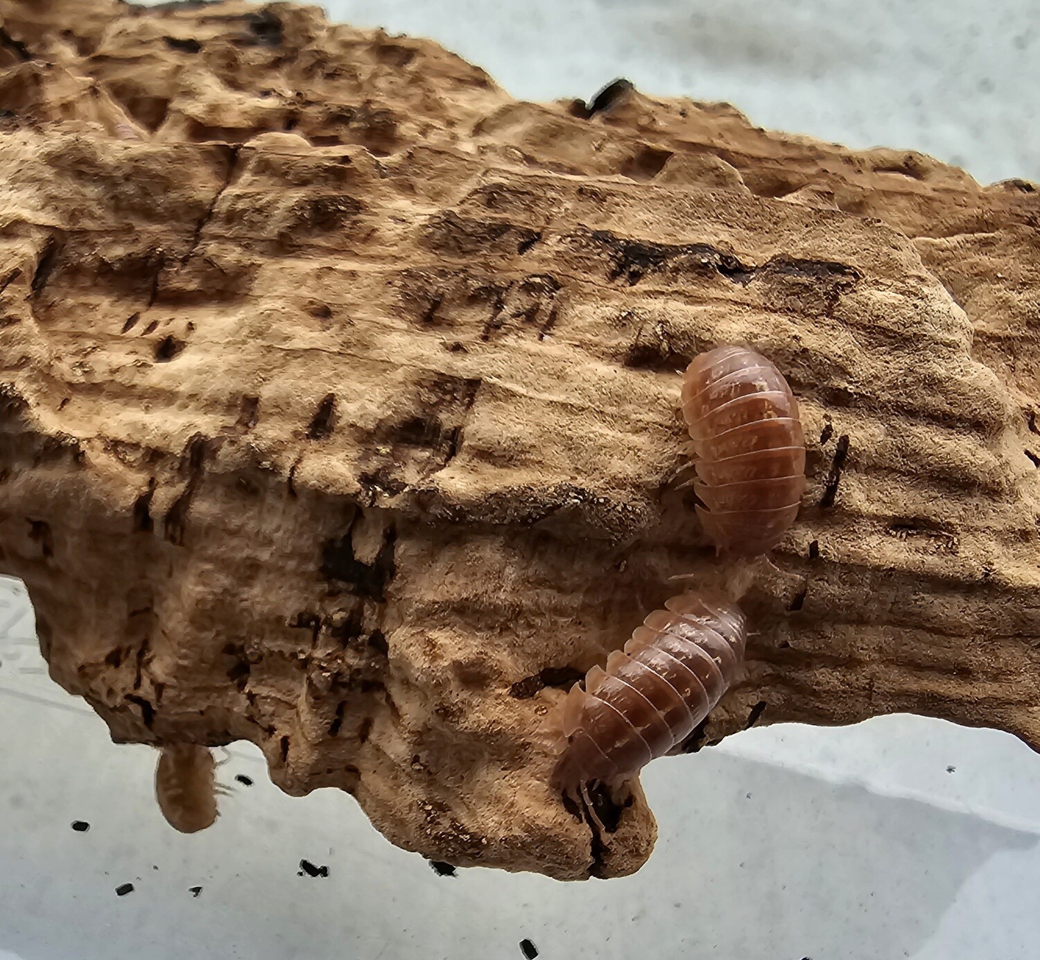 Armadillidium vulgare &quot;Sunset&quot;