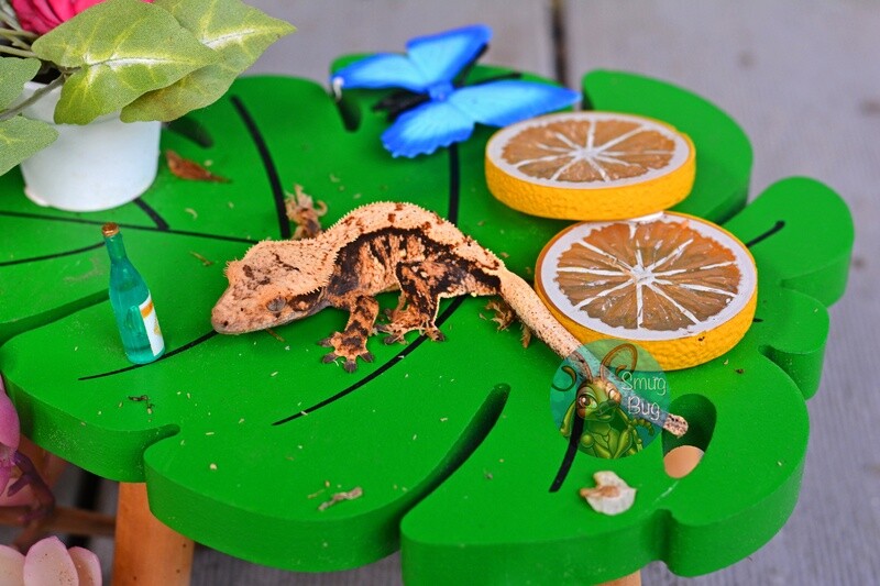 Silent Night, Deadly Night Male harlequin crested gecko