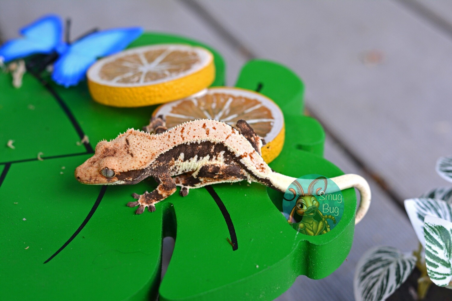 Infra-Man male dark based lilly white crested gecko