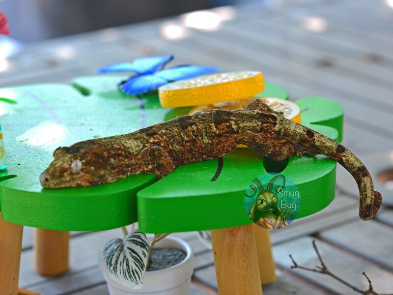 The Horror of Party Beach Female Pine Island Chahoua gecko