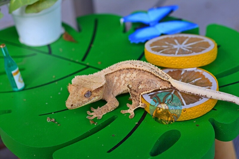 The Hills Have Eyes female pinstripe yellow crested gecko