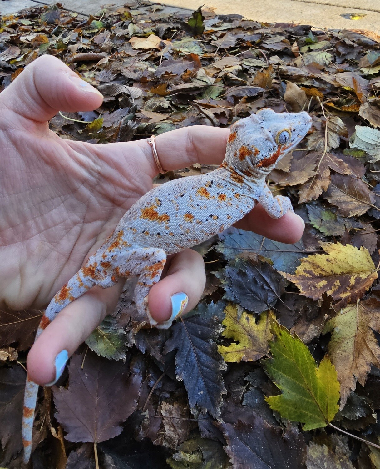Child's Play male orange blotch reticulated gargoyle gecko *WINTER HOLD*