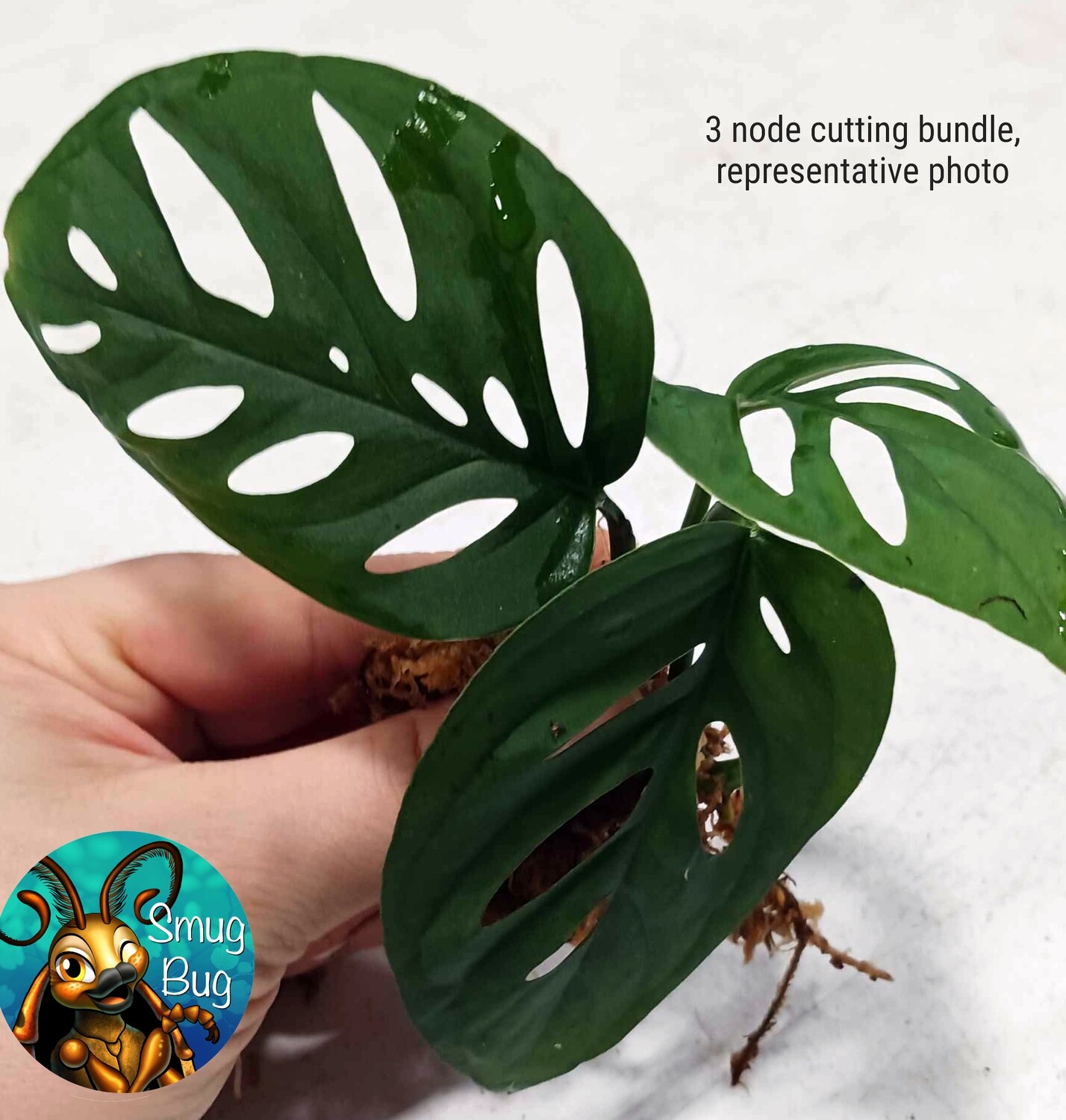 Monstera adansonii &quot;Swiss cheese vine&quot;, Size:: Medium plant rooted in 4&quot; pot