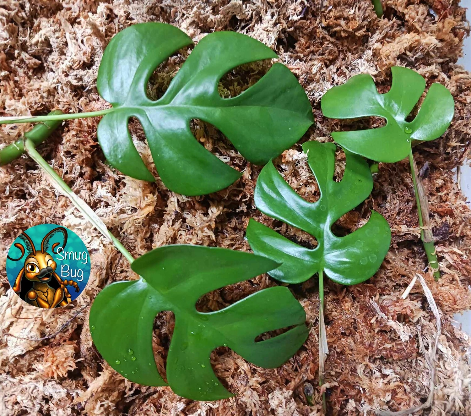 Mini Monstera