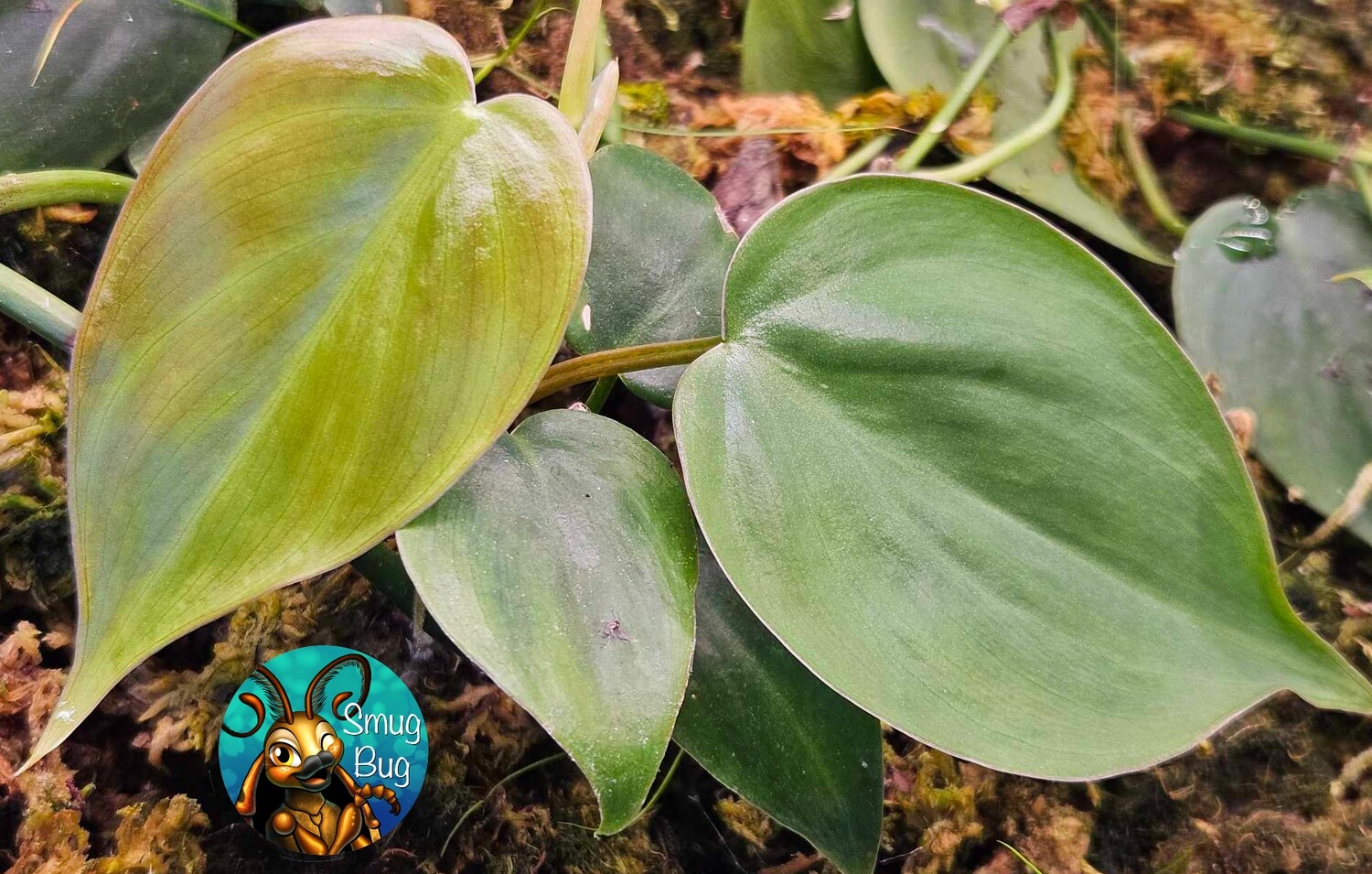Philodendron hederaceum &quot;Heart leaf Philodendron&quot;