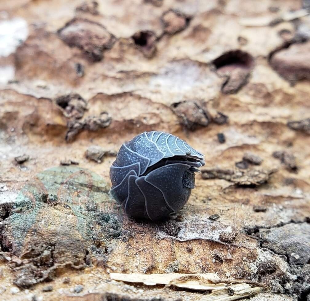 Armadillidium cf. pallasii (formerly frontisotre)