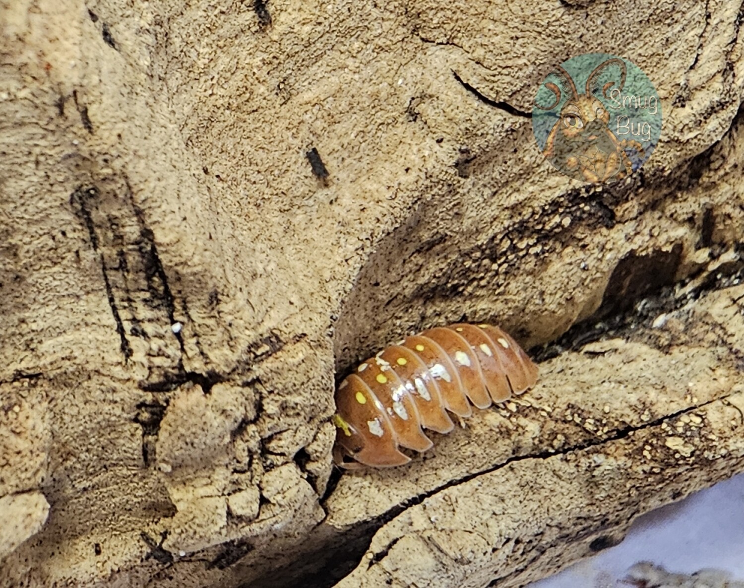 Armadillidium klugii &quot;orange clown&quot;