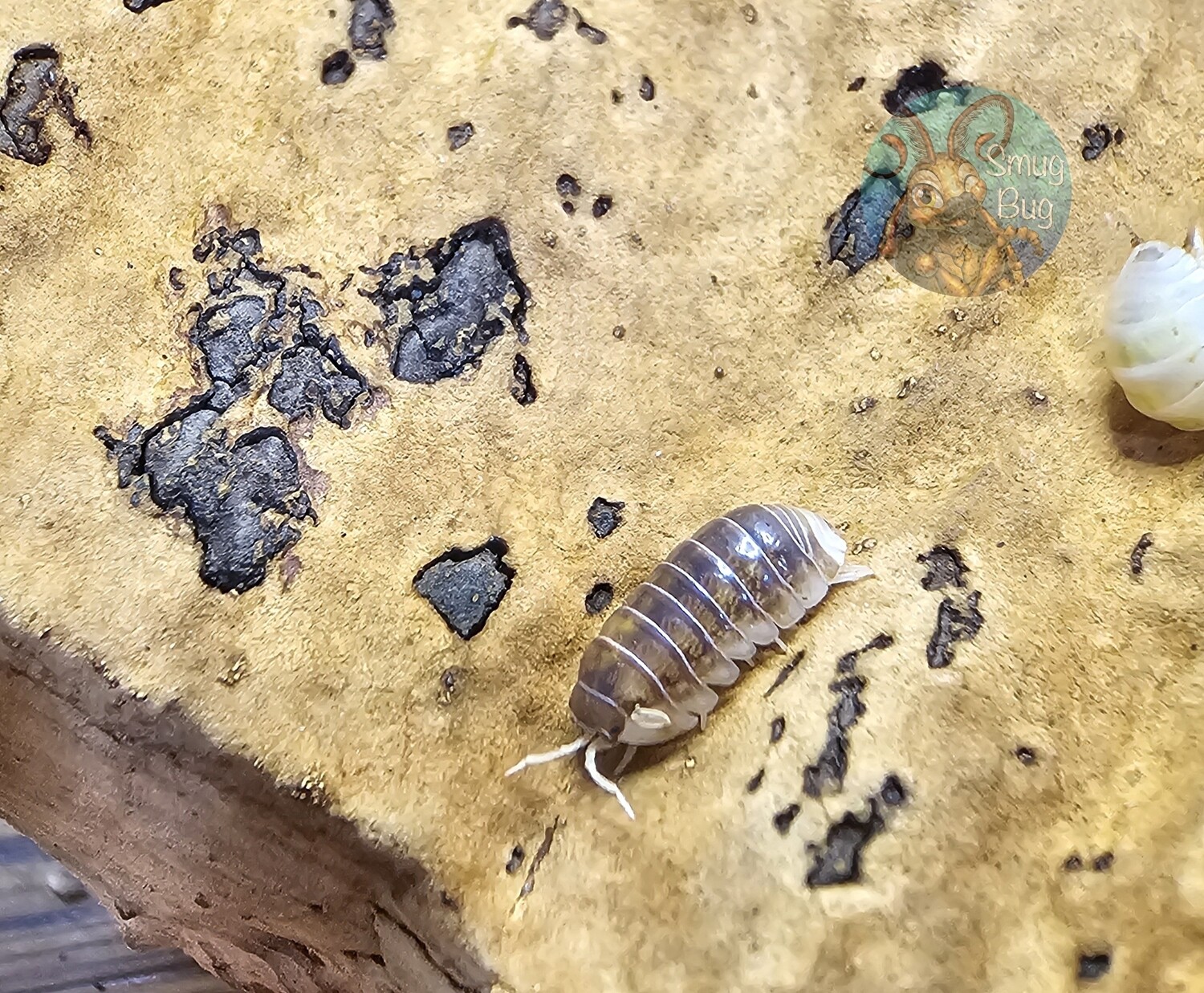 Armadillidium vulgare &quot;Everything bagel&quot;