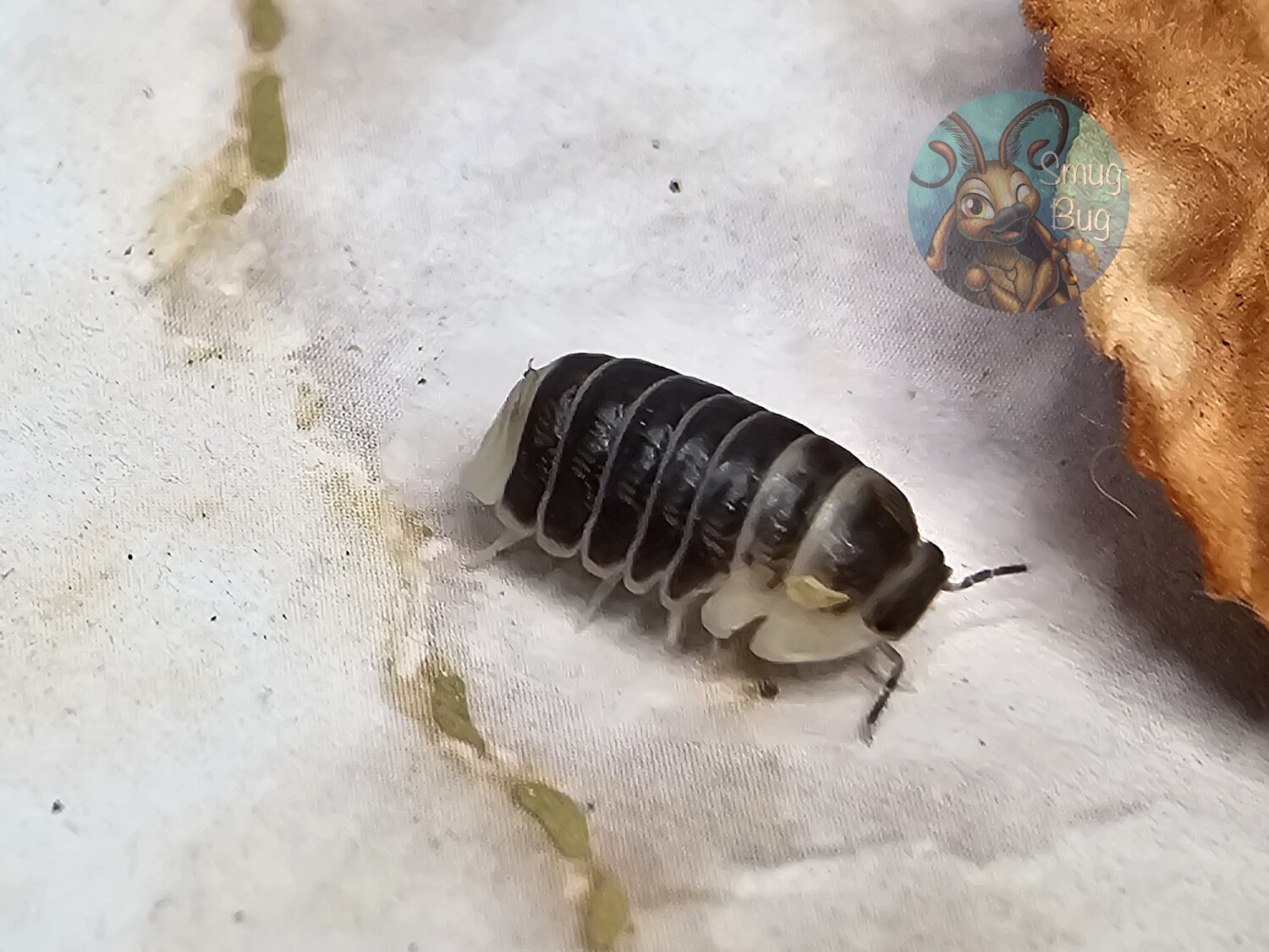 Venezillo sp. "Castle black"