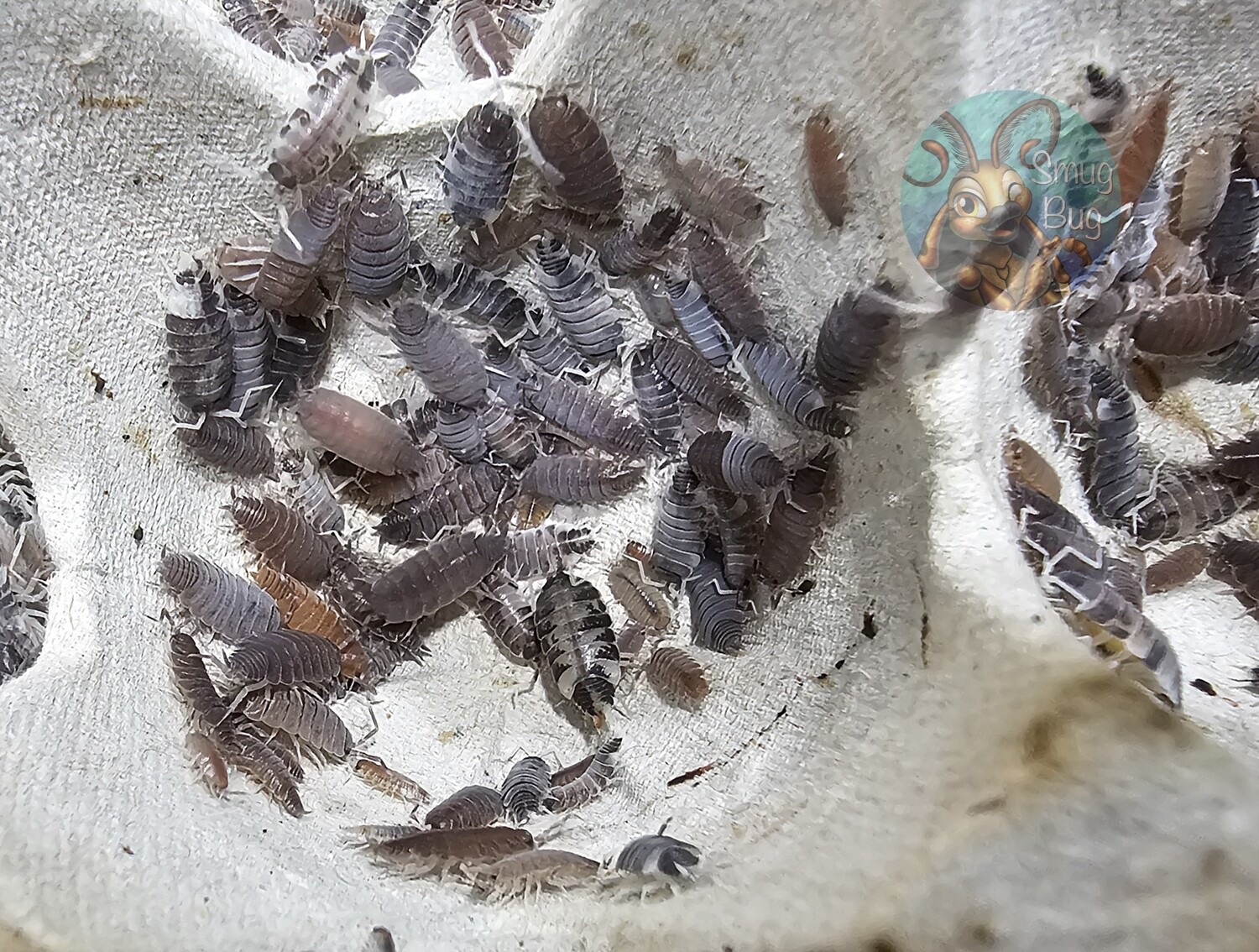 Porcellionides pruinosus &quot;Blue &amp; Beige&quot;