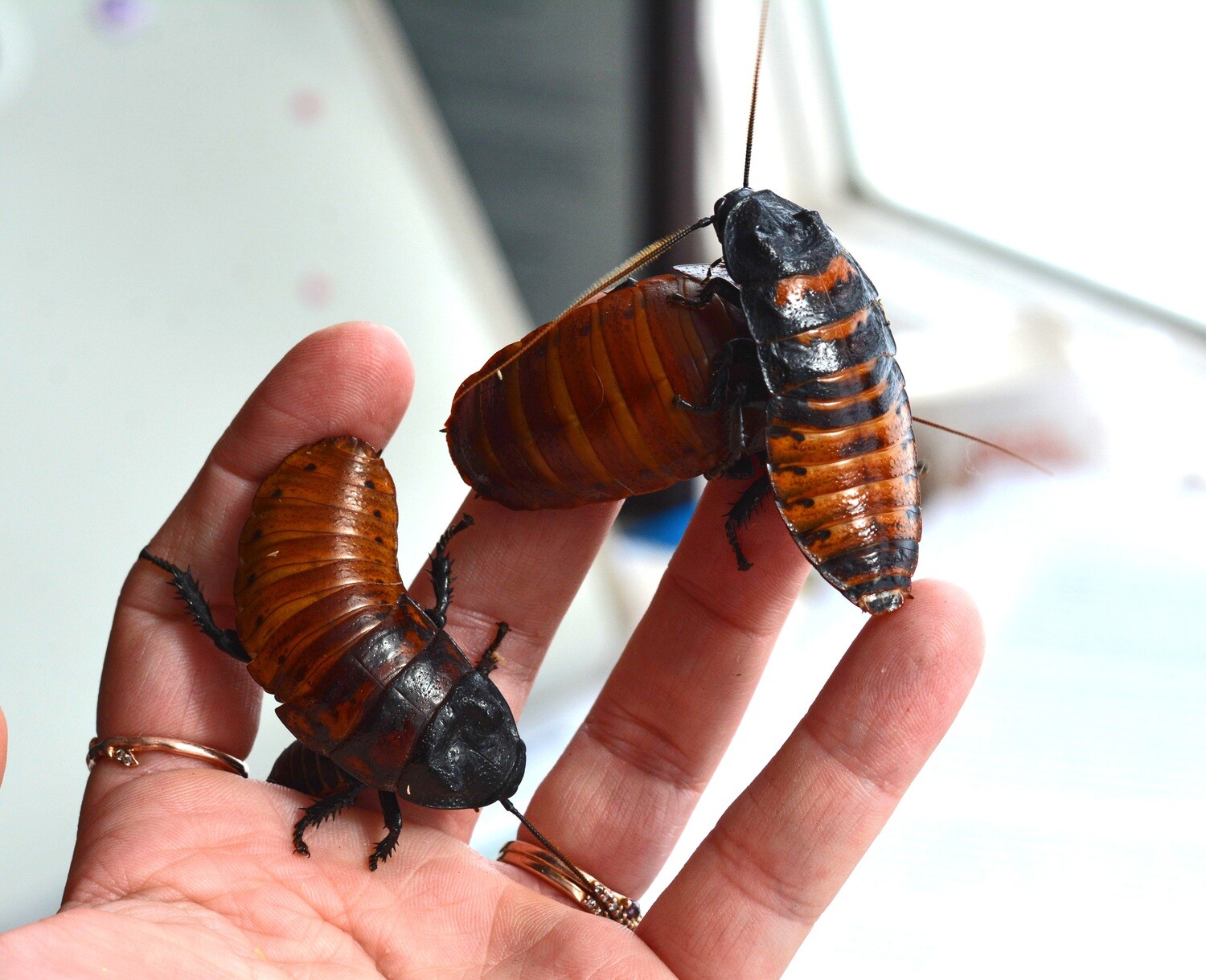 Gromphadorhina sp. &quot;Madagascar hissing cockroach&quot;