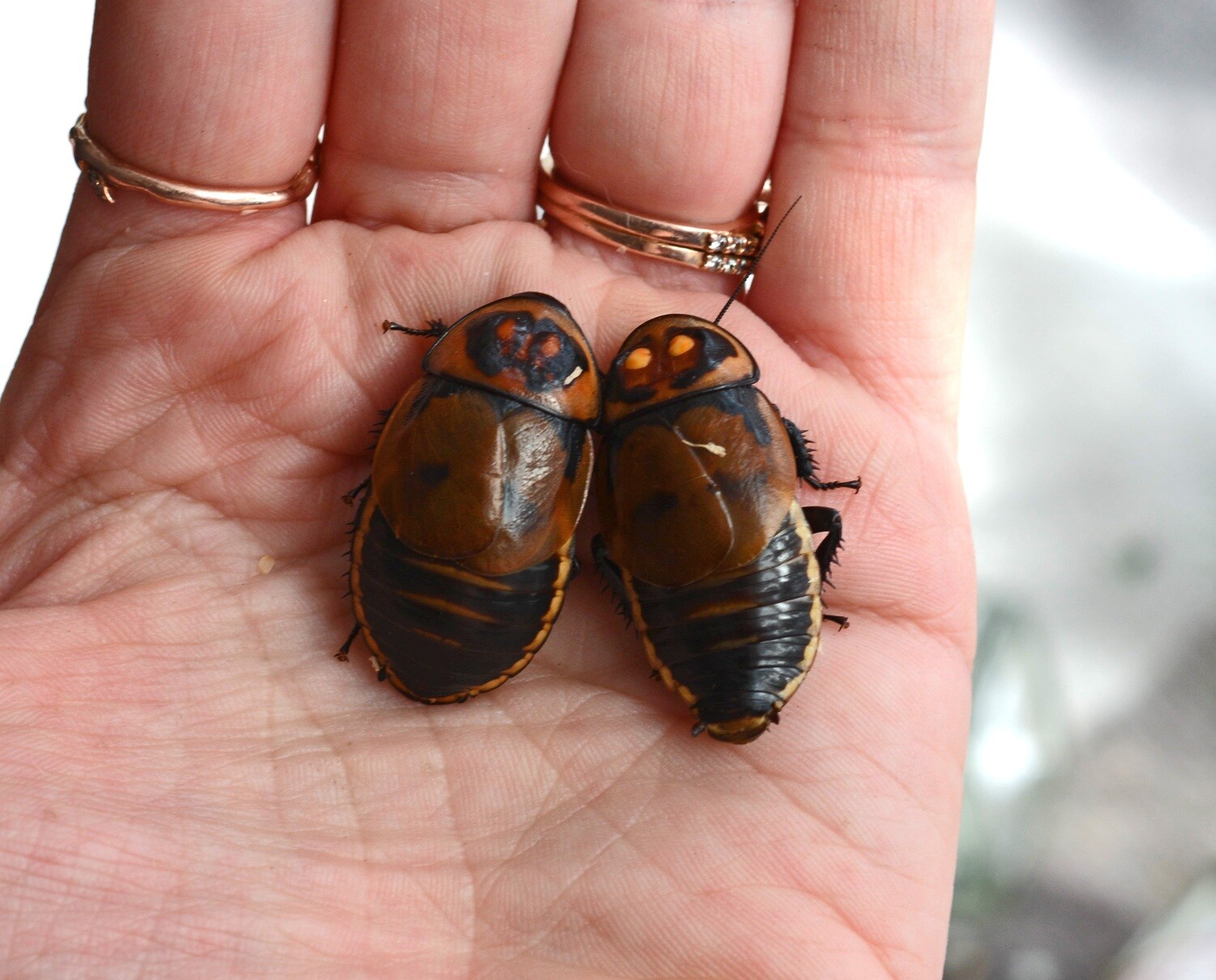 Lucihormectia verrucosa &quot;warty glowspot roach&quot;