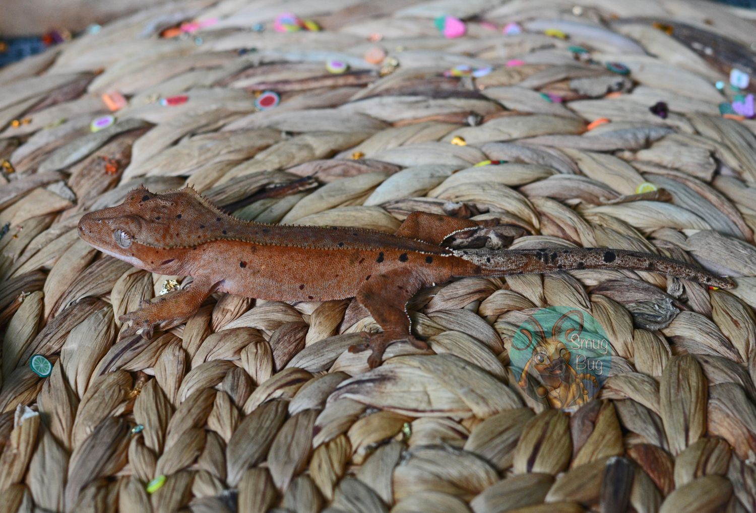 *WINTER HOLD* Aurora Borealis Red dalmatian probable female crested gecko