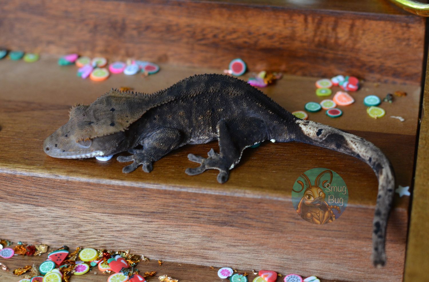 Orbit, Soft scale dark line phantom patternless crested gecko