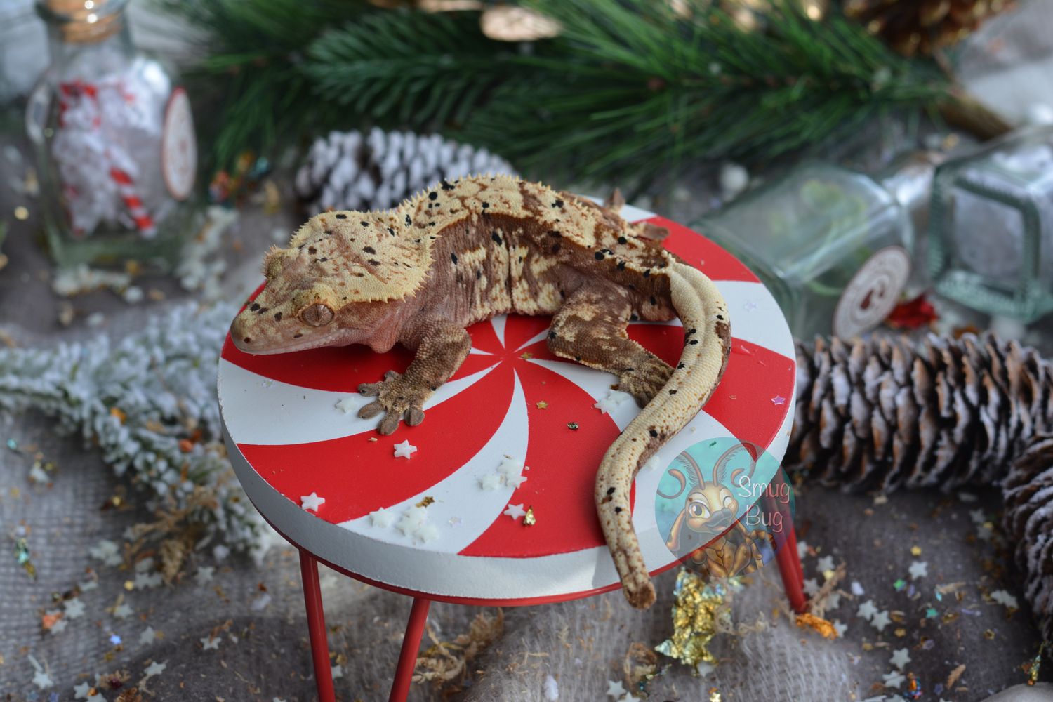 *WINTER HOLD* Reupholstered End Table, Red based harlequin dalmatian proven male crested gecko