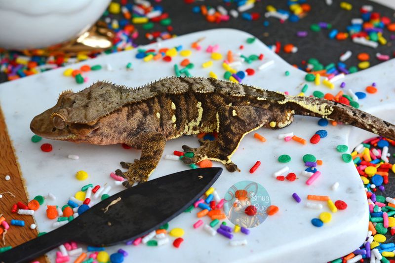 Dark Crested Geckos