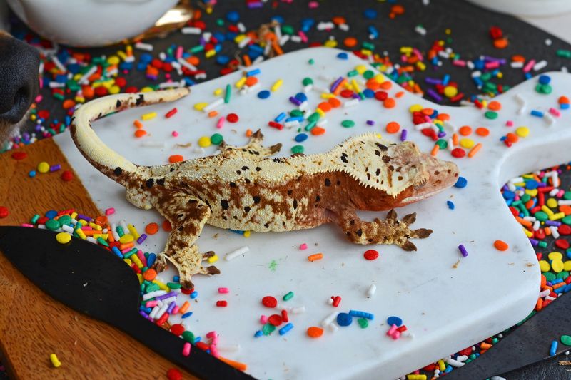 Red Crested Geckos