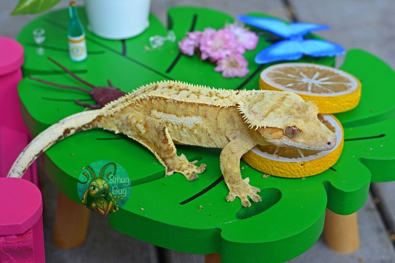 Yellow Crested Geckos