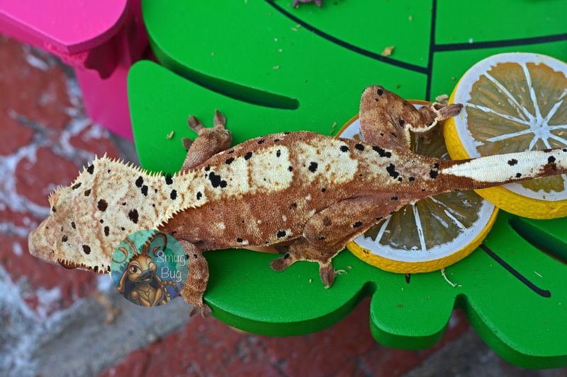 Dalmatian Crested Geckos