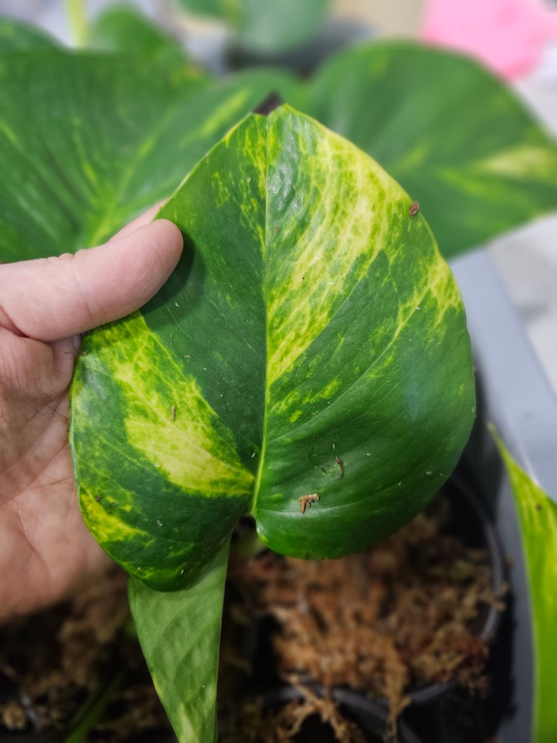 Pothos &quot;Golden&quot; (Mature leaf cuttings)